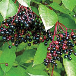 Sambucus Canadensis
GUGG_S14
P1020263.jpg
SKU 03177